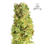 Matanus-k Fem - Gea seeds