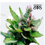 Mohan Poison Auto - Silver River Seeds x5