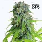 Mohan Thai  Foto Fem - Silver River Seeds x5