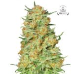 Northern Kush Fem - Gea Seeds