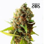River Haze Fem - Silver River Seeds x5
