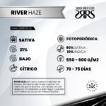 River Haze Fem - Silver River Seeds x5 - Imagen 2