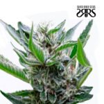 Sour Flash Fem - Silver River Seeds x5