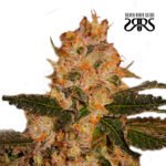 Star Power Fem - Silver River Seeds x5