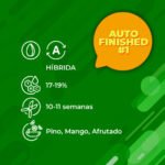 Auto Finished #1 3+1 - Granel - Imagen 2