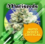Auto White Critical 3+1 - Granel