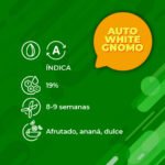 Auto White Gnomo 3+1 - Granel - Imagen 2