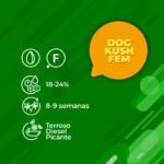 Dog Kush Fem 3+1 -Granel - Imagen 2