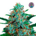 Auto Critical Neville Haze - Delicious Seeds 3+1
