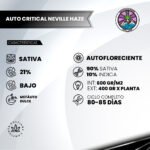 Auto Critical Neville Haze - Delicious Seeds 3+1 - Imagen 2