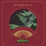 Afghan Auto x3 - Santa Semilla
