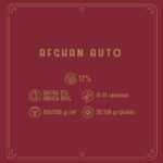 Afghan Auto x3 - Santa Semilla - Imagen 2