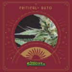 Critical Mass Auto x3 - Santa Semilla