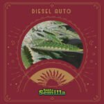 Diesel Auto x3 - Santa Semilla