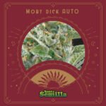 Moby Dick Auto x3 - Santa Semilla