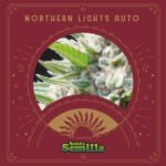 Northern Light Auto x3 - Santa Semilla