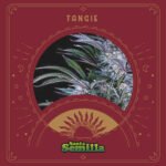 Tangie Fem x3 - Santa Semilla