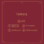 Tangie Fem x3 - Santa Semilla - Imagen 2