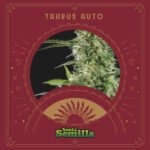 Taurus Auto x3 - Santa Semilla