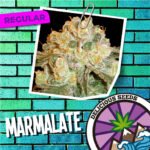 Marmalate Regular x7 - Delicious Seeds