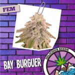 Bay Burguer Fem x3 - Delicious Seeds