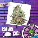 Cotton Candy Kush Fem x3 - Delicious Seeds