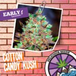 Cotton Candy Kush Early Version  Fem x3 - Delicious Seeds