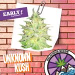 Unknowhn Kush Early Version Fem x3 - Delicious Seeds