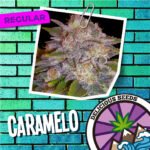 Caramelo Regular x7 - Delicious Seeds