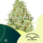 Think Fast fem x3 - Dutch Passion