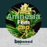 Amnesia Real CBD Fem x3 - Bioweed