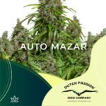 Auto Mazar x3 - Dutch Passion