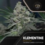 Klementine Regular x5 - R-kiem