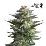 Amnesia Haze Fem X3 - Royal Queen Seeds