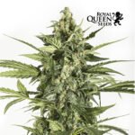 Blue Cheese Fem - Royal Queen Seeds