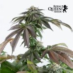 Bubble Kush Fem - Royal Queen Seeds