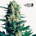 Critical Kush Fem - Royal Queen Seeds