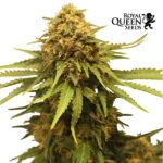 Critical Fem x3 - Royal Queen Seeds