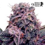 Haze Berry Fem - Royal Queen Seeds