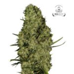 Lima Haze Fem - Gea Seeds