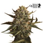 Mother Gorilla Fem x3 -Royal Queen Seeds