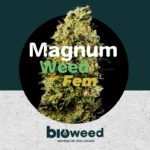 Magnum Weed Foto  Fem x3 - Bioweed