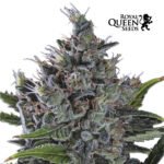 North Thunderfuck Fem x3 - Royal Queen Seeds