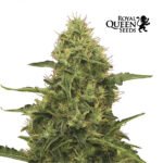 Northern Light Fem - Royal Queen Seeds