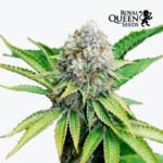 O.G.Kush Fem x3 - Royal Queen Seeds