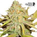 Pineapple Kush Fem - Royal Queen Seeds