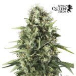 Royal AK Fem x3 - Royal Queen Seeds