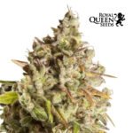 Royal Domina Fem - Royal Queen Seeds