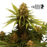 Royal Gorilla Fem x3 - Royal Queen Seeds