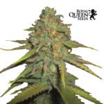 Royal Moby Fem - Royal Queen Seeds